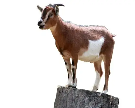 Goat