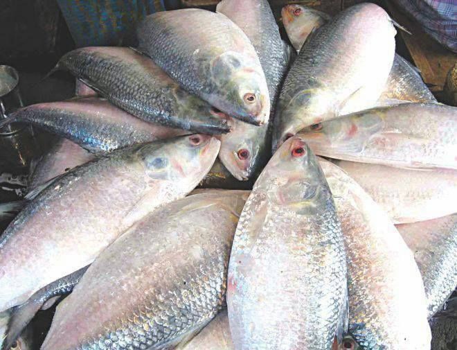 Fish