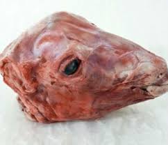 Halal Whole Mutton Head – Fresh & Authentic|新鮮ハラールマトン丸頭 - Premium Halal Food Product