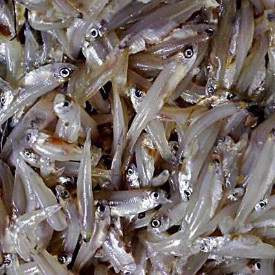 Kaski Frozen Fish – Fresh Halal Frozen Fish|カスキ冷凍魚(新鮮ハラール冷凍魚) - Premium Halal Food Product