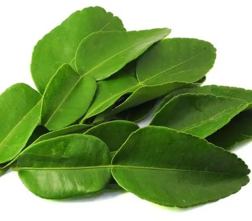 Frozen Lemon Leaf 100g – Aromatic & Authentic | 冷凍レモンリーフ 100g – 本格エスニック料理に最適 - Premium Halal Food Product