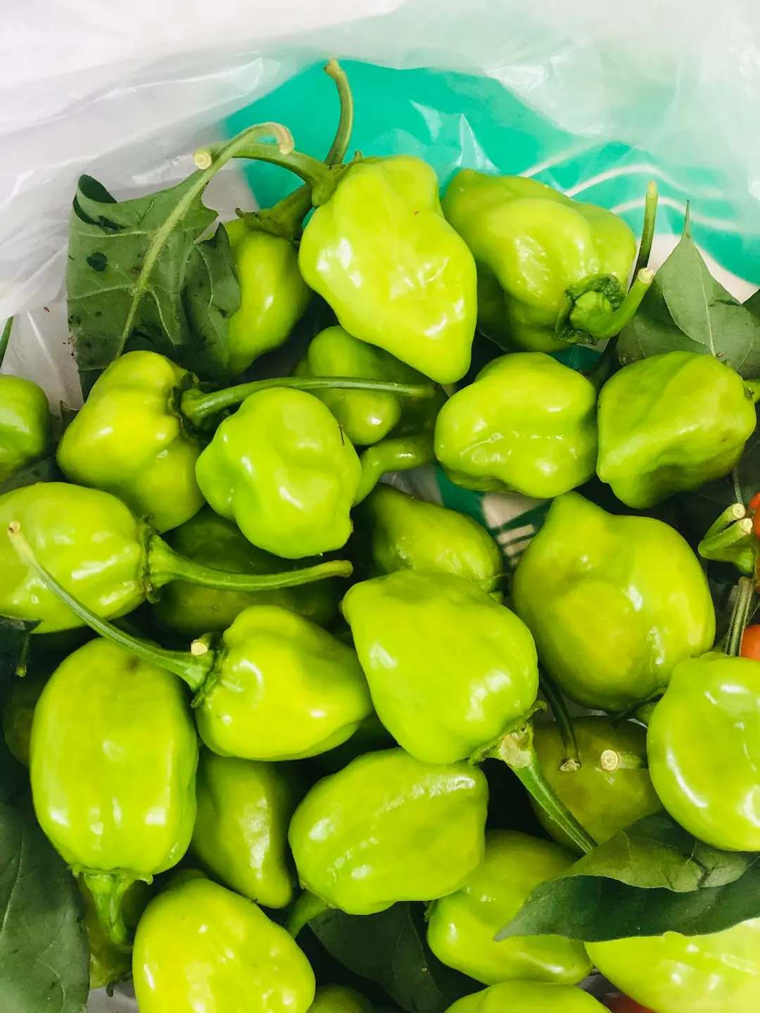 Fresh Bombay Morich (Naga Chilli) 100g | 新鮮ボンベイモリチ(ナガチリ) - Premium Halal Food Product