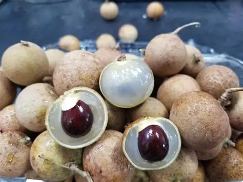 Frozen Longan | 冷凍ロンガン - Premium Halal Food Product