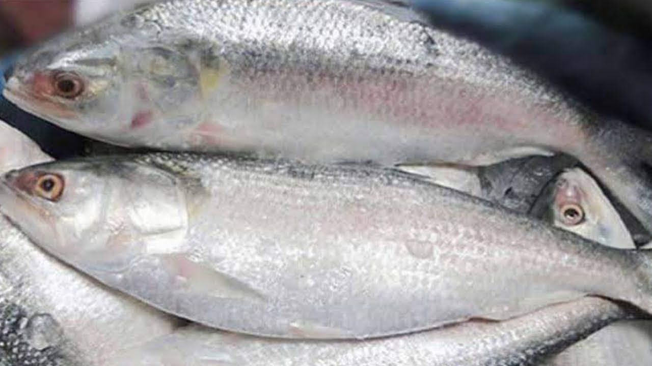 Halal Hilsha Fish Jumbo ハラール ヒルシャ魚 ジャンボ 2kg | South Asian Grocery Japan 南アジア食材 - Premium Halal Food at Tabe Halal