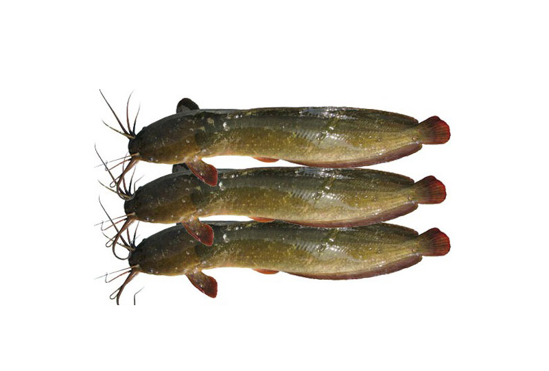 Halal Magur Fish Whole 500g ハラール マグル魚 丸ごと 500g | 南アジア食材 日本 - Premium Halal Food Product