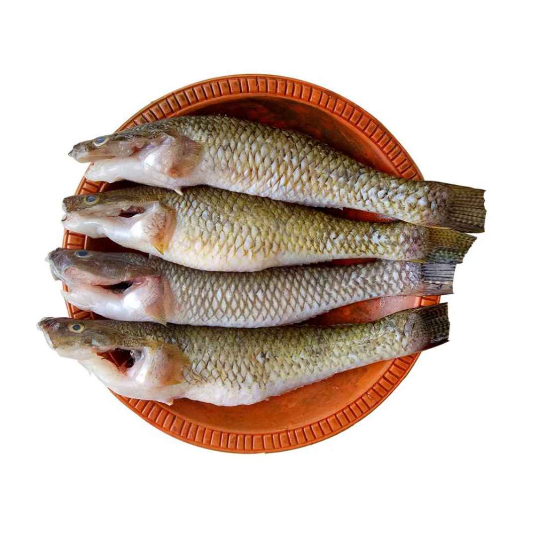 Halal Baila Fish 500g ハラール バイラ魚 500g | 南アジア食材 日本 - Premium Halal Food Product
