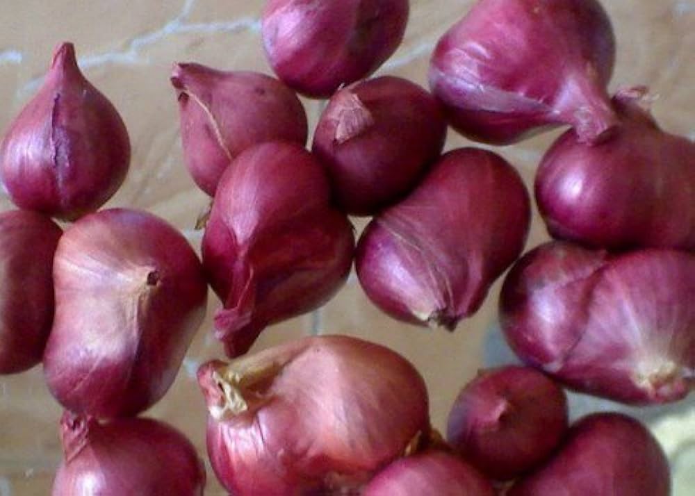Violet Shallot ヴァイオレットシャロット | 南アジア食材 日本 - Premium Halal Food Product