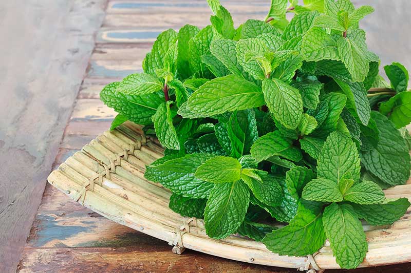 Fresh Mint Leaves 新鮮ミントの葉 | 南アジア食材 日本 - Premium Halal Food Product